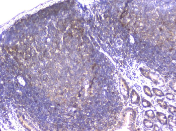 Anti-PPID Antibody (monoclonal, 5A6)