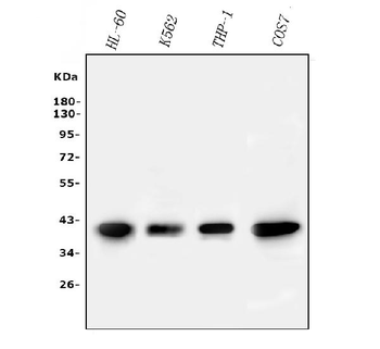 Anti-PPID Antibody (monoclonal, 5A6)