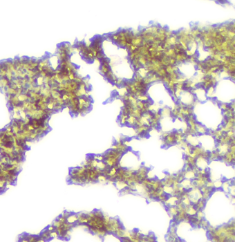 Anti-Calpain 2 CAPN2 Antibody (monoclonal, 8I6)