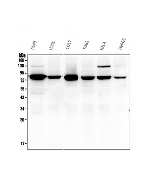 Anti-Calpain 2 CAPN2 Antibody (monoclonal, 8I6)