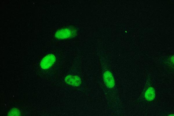 RPA70 RPA1 Antibody (monoclonal, 11H4)