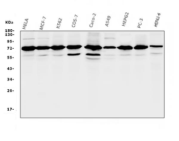 RPA70 RPA1 Antibody (monoclonal, 11H4)