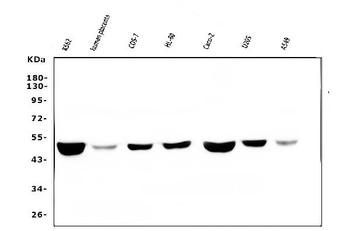 Anti-FH Antibody (monoclonal, 9D8)