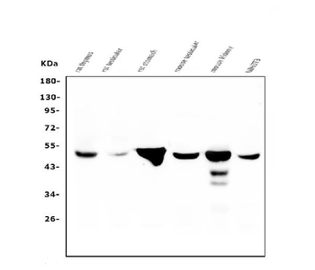 Anti-FH Antibody (monoclonal, 9D8)