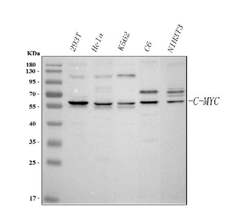 c-Myc Rabbit Polyclonal Antibody