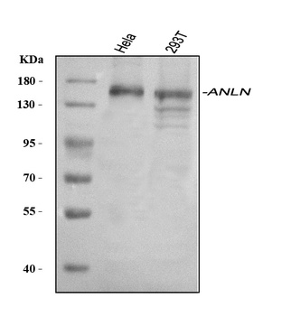 Anillin/ANLN Antibody