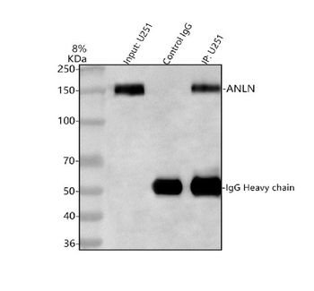 Anillin/ANLN Antibody