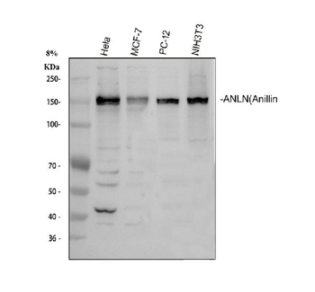 Anillin/ANLN Antibody