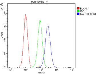 BCL6 Antibody