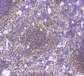 Anti-BCL6 Antibody