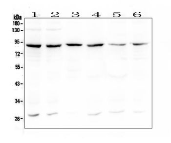 Anti-BCL6 Antibody