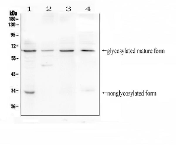 Anti-CD272/BTLA Antibody