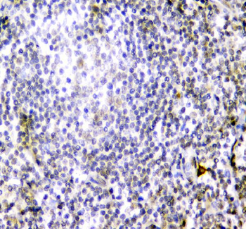 CD84 Antibody