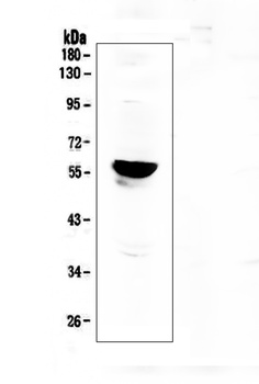 Aromatase/CYP19A1 Antibody