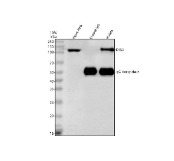 DIS3 Antibody