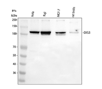 DIS3 Antibody