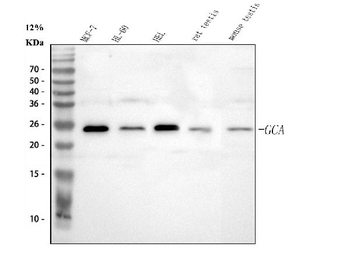 Anti-Grancalcin/GCA Antibody