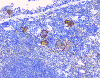 Anti-CD229/LY9 Antibody
