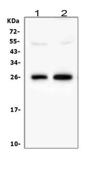 Anti-Myelin oligodendrocyte glycoprotein/MOG Antibody