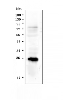 PGF Antibody