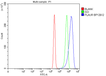 uPA Receptor/PLAUR Rabbit Polyclonal Antibody