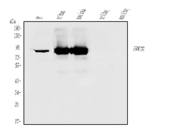 Anti-PKC gamma/PRKCG Antibody