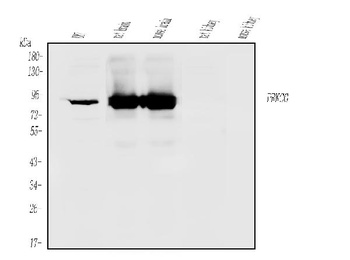 PKC gamma/PRKCG Antibody