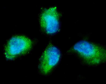 Anti-PKC gamma/PRKCG Antibody