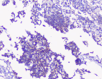 Anti-PKC gamma/PRKCG Antibody