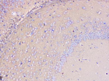 Anti-PKC gamma/PRKCG Antibody