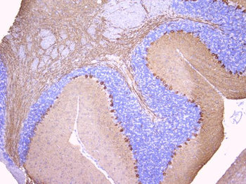 Anti-PKC gamma/PRKCG Antibody