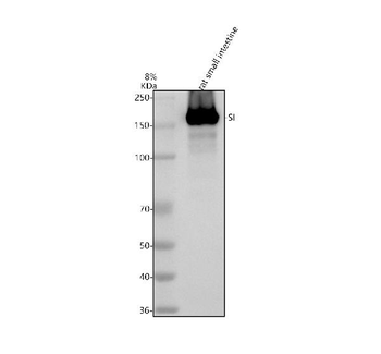 SI Antibody