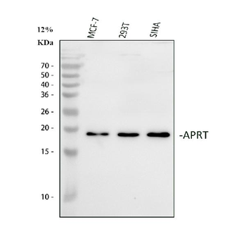 Anti-Aprt Antibody