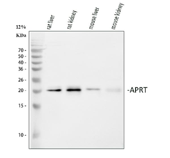 Anti-Aprt Antibody