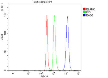 Anti-BAT3/BAG6 Antibody