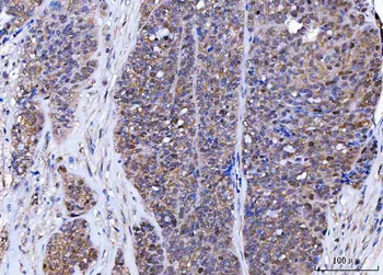 Anti-BAT3/BAG6 Antibody
