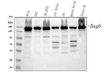 Anti-BAT3/BAG6 Antibody