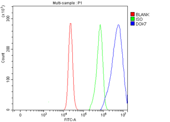 Anti-DOK7 Antibody