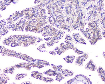 TMEM166/EVA1A Antibody