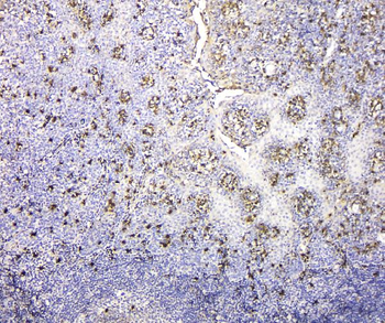 Anti-IGLL1 Antibody
