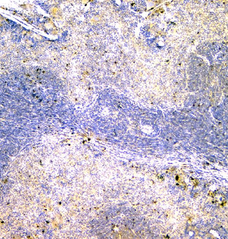 Anti-IGLL1 Antibody