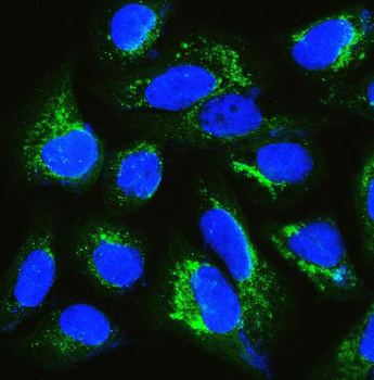 Anti-IQGAP1 Antibody