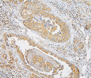Anti-IQGAP1 Antibody