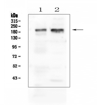 Anti-IQGAP1 Antibody