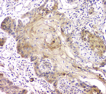 Anti-RAB11B Antibody