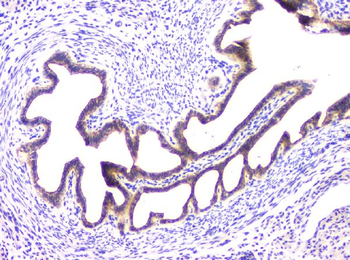 Anti-RAB11B Antibody