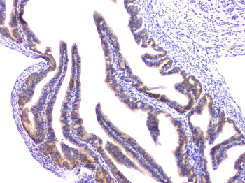Anti-RAB11B Antibody