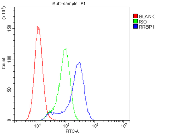 RRBP1 Antibody