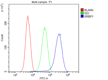 Anti-RRBP1 Antibody