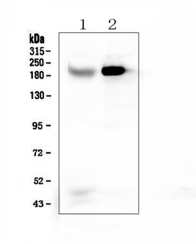 Anti-RRBP1 Antibody